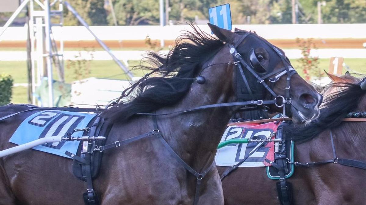 Marion Marauder (11) won the 124th Kentucky Futurity at Red Mile in Lexington on Sunday.