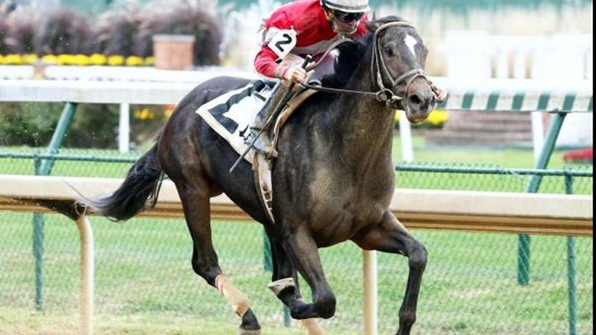 McCraken is undefeated in four career starts. He’s at Keeneland preparing for the $1 million Toyota Blue Grass Stakes on April 8.