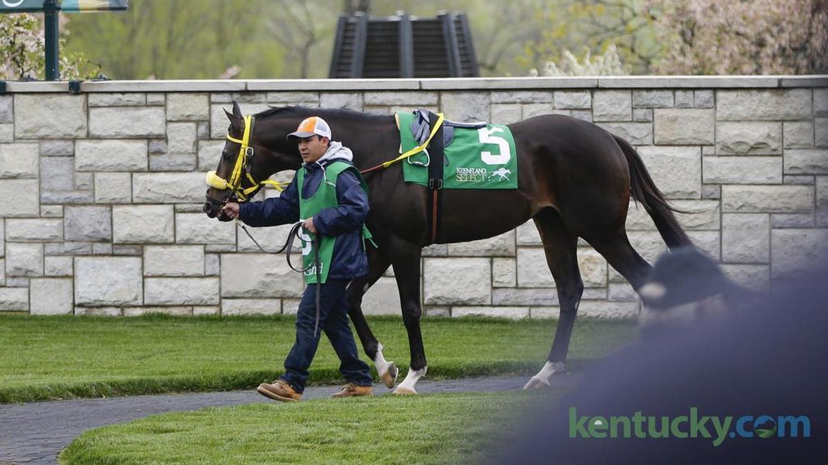 J.R.’s Holiday walked the paddock before the 28th running of the Transylvania Stakes.