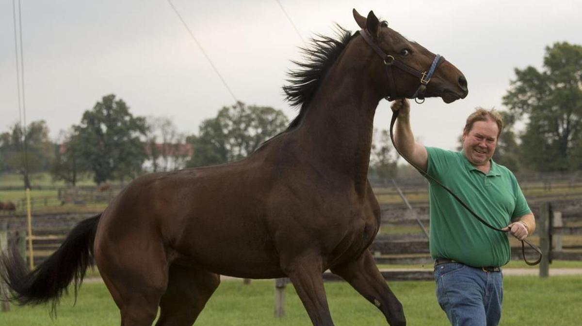 War Eagle’s Love won her first race ever at Keeneland on Friday, October 13, 2017. She was an inexpensive purchase, bought for $2,700 by Bryan Waldridge of Georgetown, who volunteers veterinary services at Old Friends Equine, a retirement home for Thoroughbreds. Waldridge held the filly while she was jumping and skipping outside her barn at The Thoroughbred Center two mornings after the race.