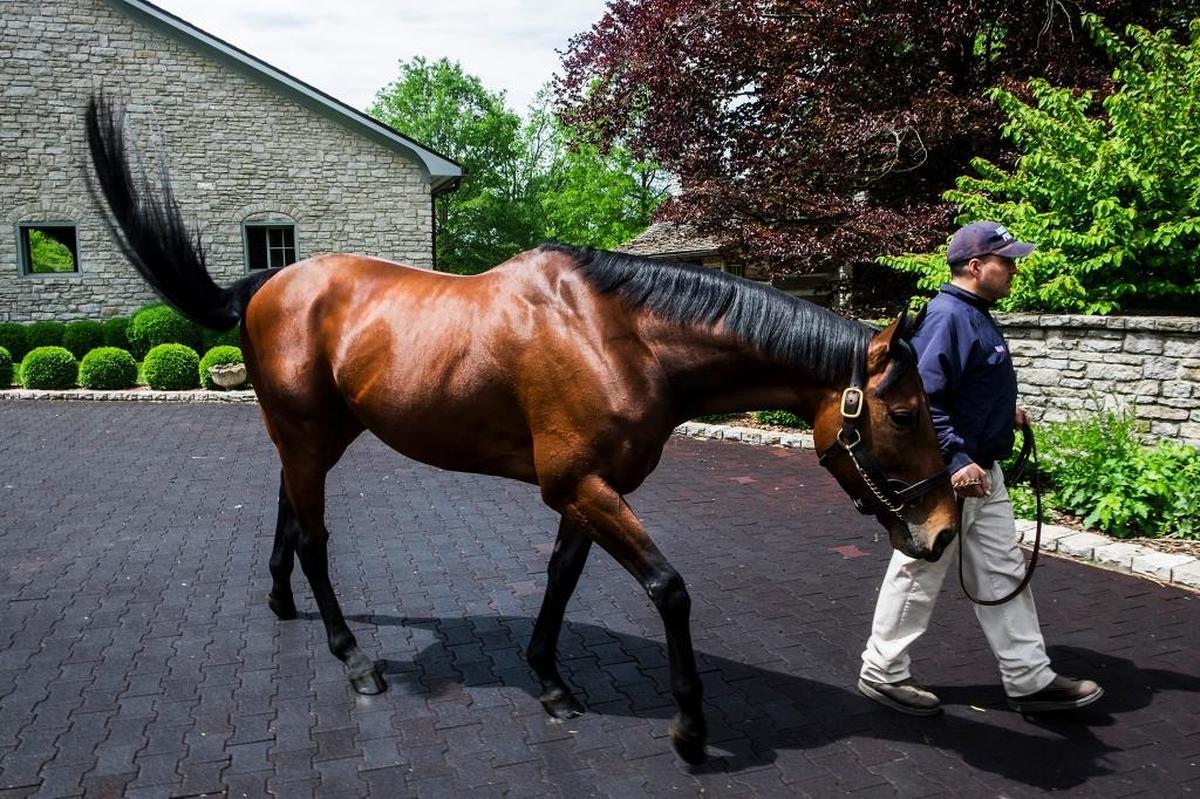 American Pharoah, the first horse to win the Triple Crown in 37 years, at his stable at Coolmore’s Ashford Stud in Versailles, Ky., May 2, 2017. The painstaking process raising fillies and colts into thoroughbred racers begins at birth, and no horse’s offspring are being watched more closely than American Pharoah’s.