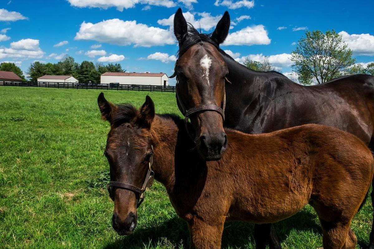 The 150th Kentucky Derby goes to post Saturday at 6:57 p.m.