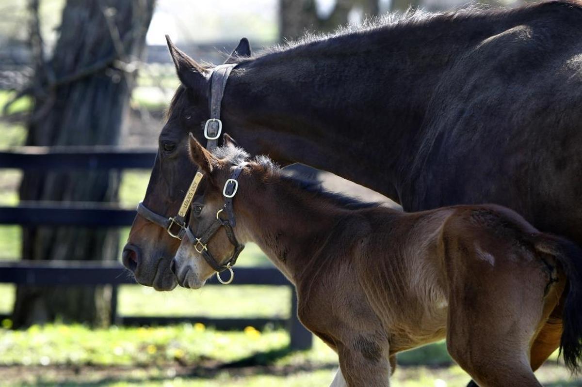 Leslie’s Lady, dam of Kentucky Derby second choice Mendelssohn, walked with her filly by 2015 Triple Crown winner American Pharoah last Friday at Clarkland Farm only 36 hours after foaling.