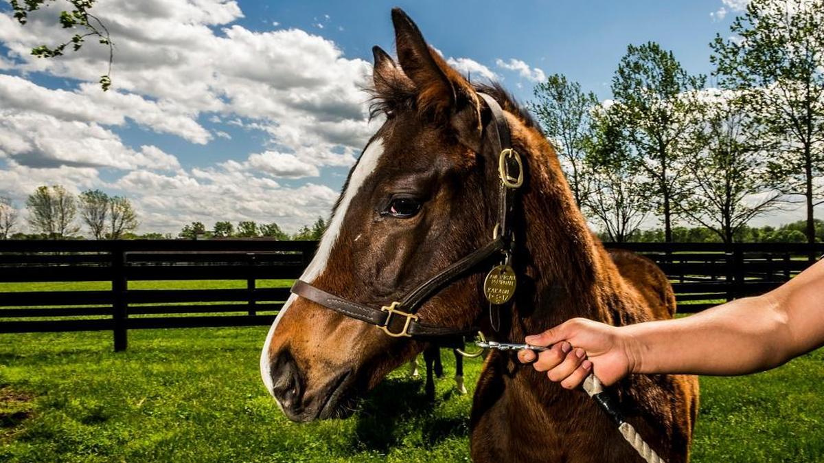First Pharoah, the firstborn foal sired by American Pharoah, at Sumaya Farm in Paris, Ky., May 2, 2017. His birth on Jan. 3 began one of the most anticipated foaling seasons in decades, as the Triple Crown winner American Pharoah’s offspring began to quickly multiply.