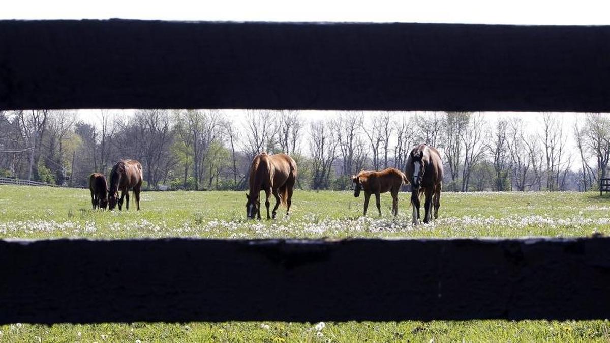 Mares and foals grazed in a field last Friday at Clarkland Farm. Clarkland bred 2018 Kentucky Derby second choice Mendelssohn.