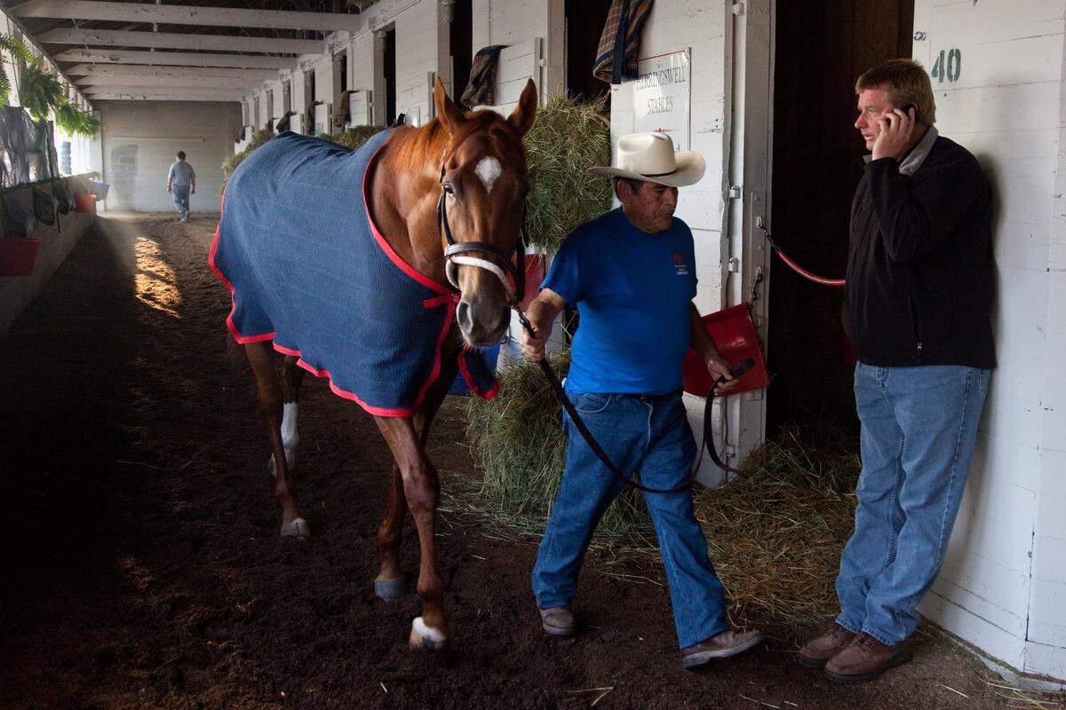Hot walker Eliseo Ochoa parades Derby 137 winner Animal Kingdom around the shed row at Churchill Downs in Louisville Sunday, May 08, 2011. Graham Motion's assistant trainer Dave Rock, right, talks on the phone. 