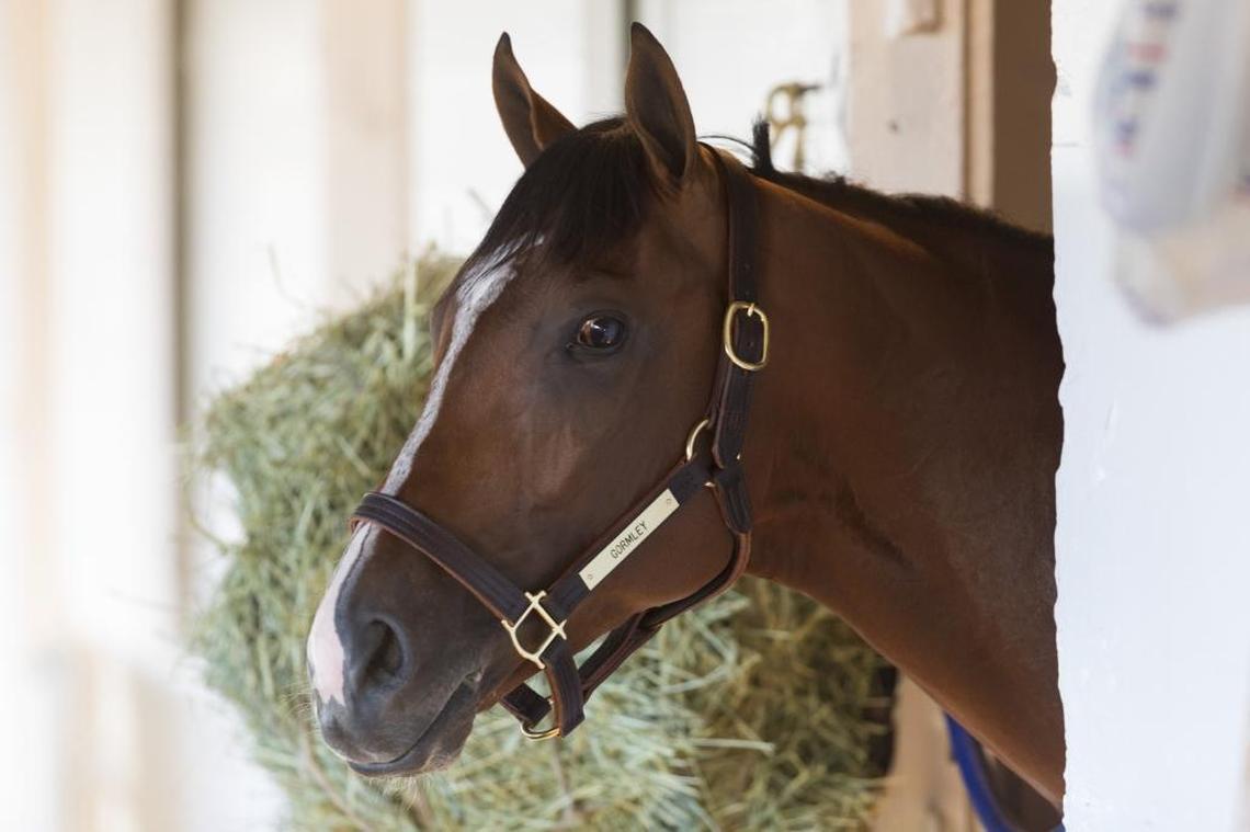 Kentucky Derby hopeful Gormley stands in his stall Tuesday before testing the Churchill Downs’ track for the first time.
