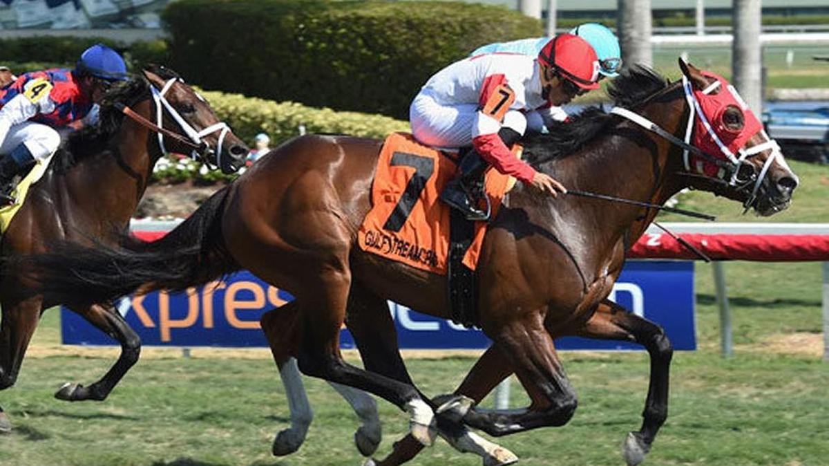 Kitten’s Cat won the Kitten’s Joy Stakes at Gulfstream Park on Feb. 4 before finishing second in the Grade 3 Palm Beach Stakes at the same track exactly one month later — his most recent outing.