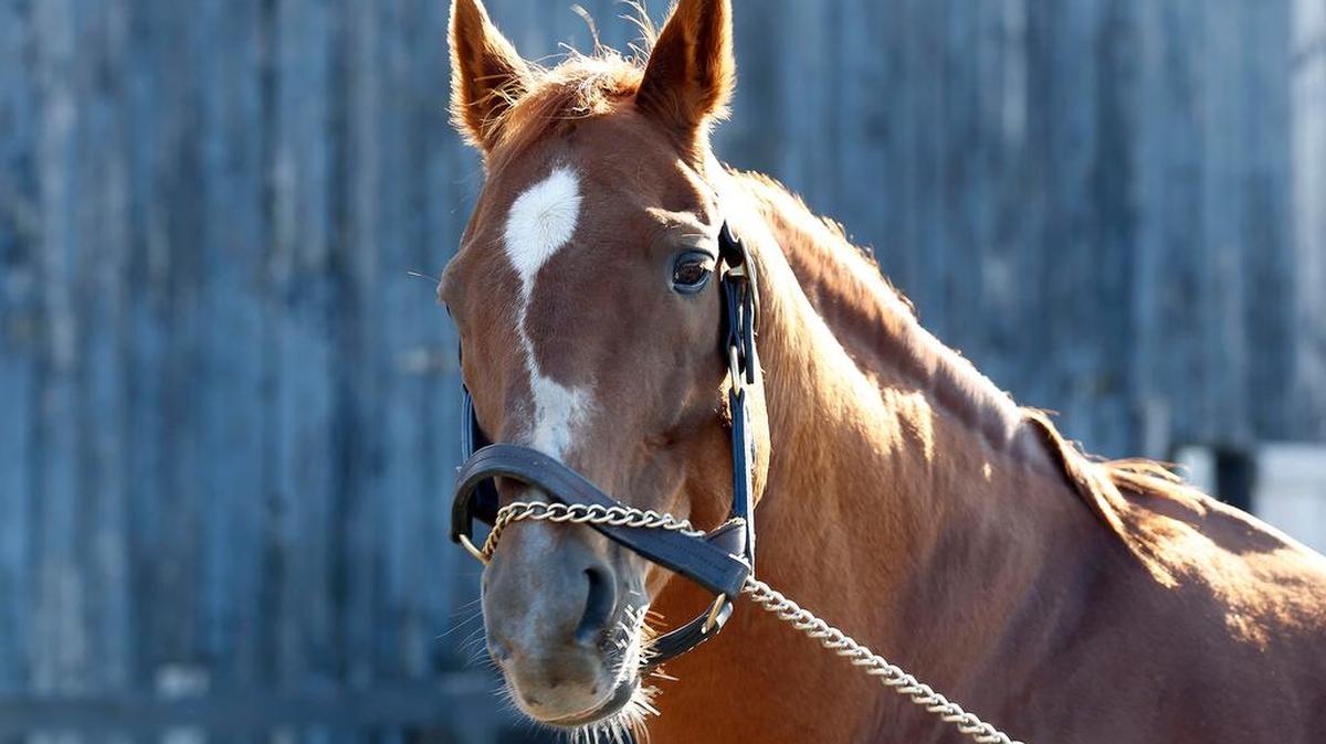 Charismatic was introduced at a news conference Dec. 12 at Old Friends, a Thoroughbred retirement center on Paynes Depot Road near Georgetown. Charismatic, whose 1999 Triple Crown bid ended with a third-place finish and a broken leg at the Belmont Stakes, died Feb. Sunday. The cause of death was internal bleeding from a severely broken pelvis.