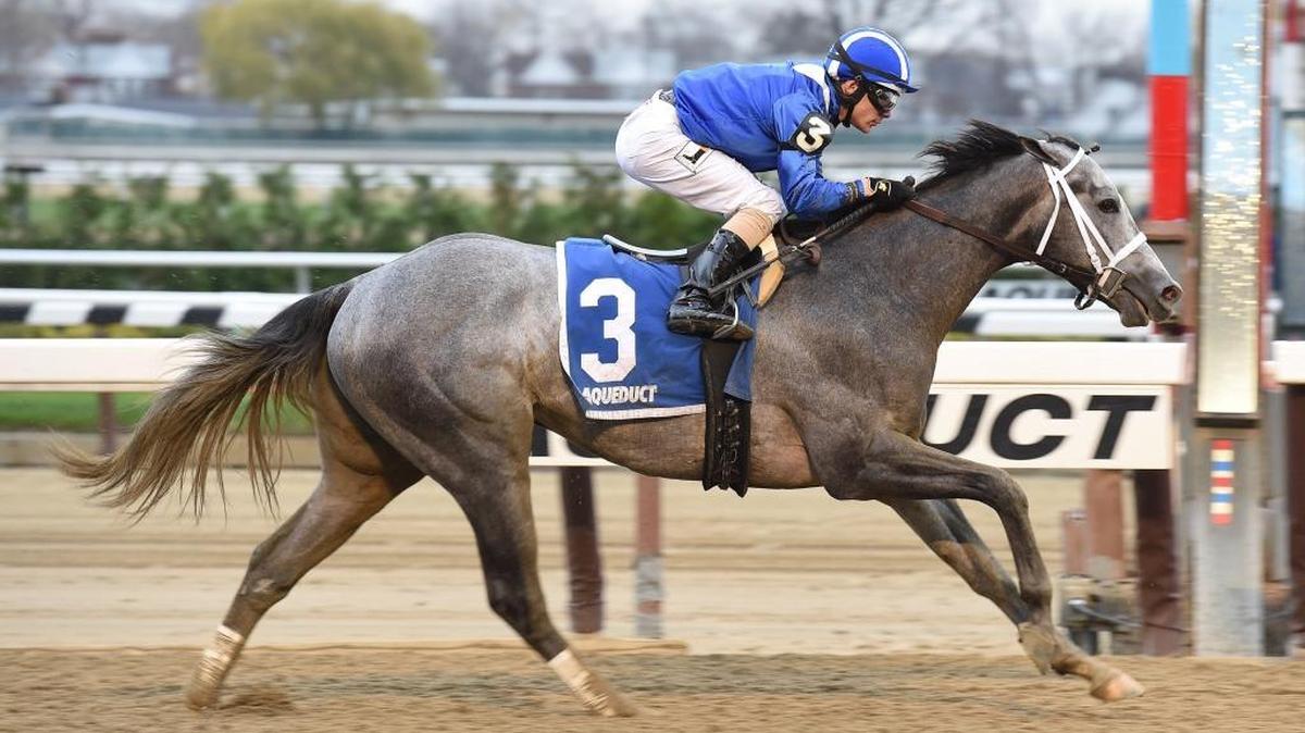 In this Nov. 28, 2015 photo provided by the New York Racing Association, Mohaymen, with Junior Alvarado aboard, wins the Remsen Stakes horse race at Aqueduct Racetrack in New York. Mohaymen will go into Saturday's Florida Derby showdown against fellow unbeaten Nyquist as a slight favorite, at least in the morning line.