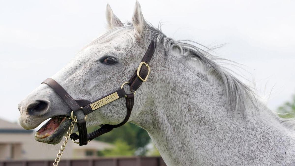 While Holy Bull failed to win the Kentucky Derby, he sired Giacomo, who won in 2005.