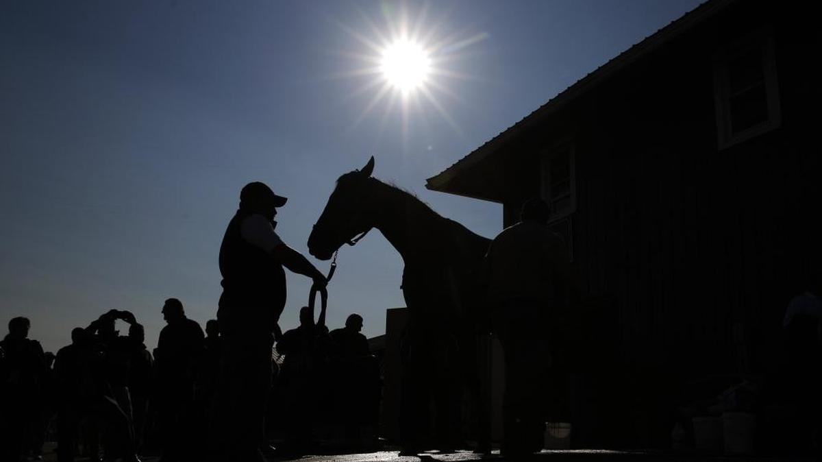 Kentucky Derby winner Nyquist is washed at Pimlico Race Course in Baltimore, Friday, May 20, 2016. The Preakness Stakes horse race is scheduled to take place May 21.