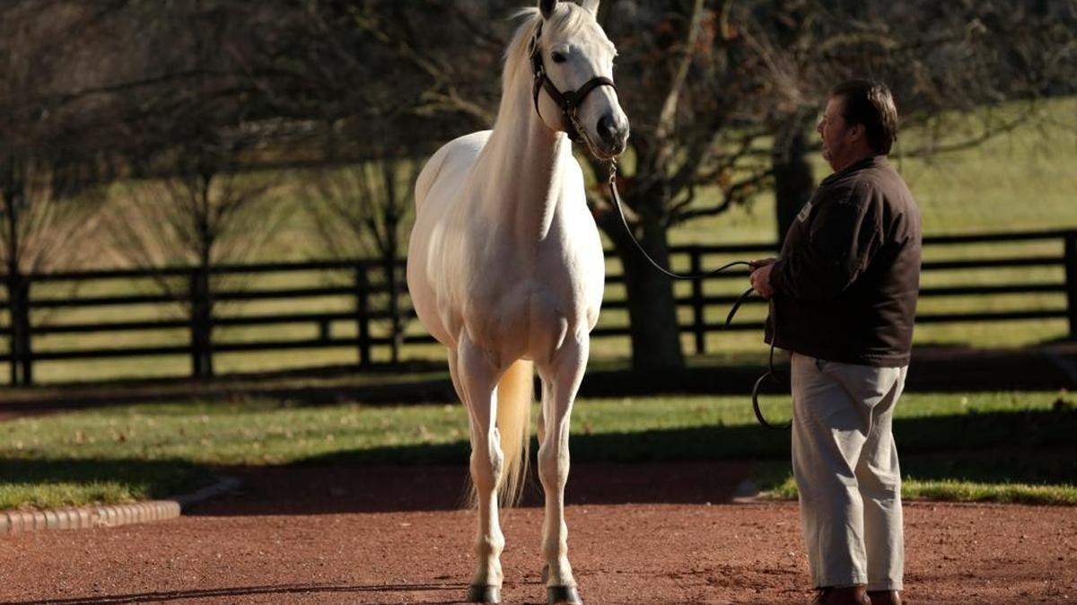 James Kennon led top stallion Tapit at Gainsway Farm in Lexington, Ky., on Dec. 11, 2014.