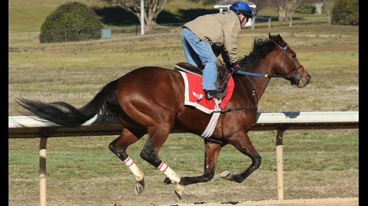 Discreetness put in a workout with Jon Court aboard at Oaklawn Park last week.