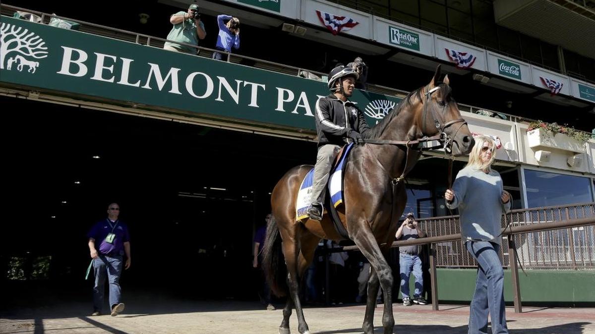 Belmont Stakes hopeful and Preakness Stakes winner, Exaggerator, with exercise rider Jermal Landry up, is led out to the main track by assistant trainer Julie Clark at Belmont Park, Friday, June 10, 2016, in Elmont, N.Y. Exaggerator will compete in the 148th running of the Belmont Stakes Horse Race on Saturday.
