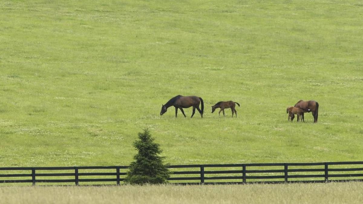 Hagyard Equine Medical Institute of Lexington issued an alert for Potomac horse fever on Tuesday.
