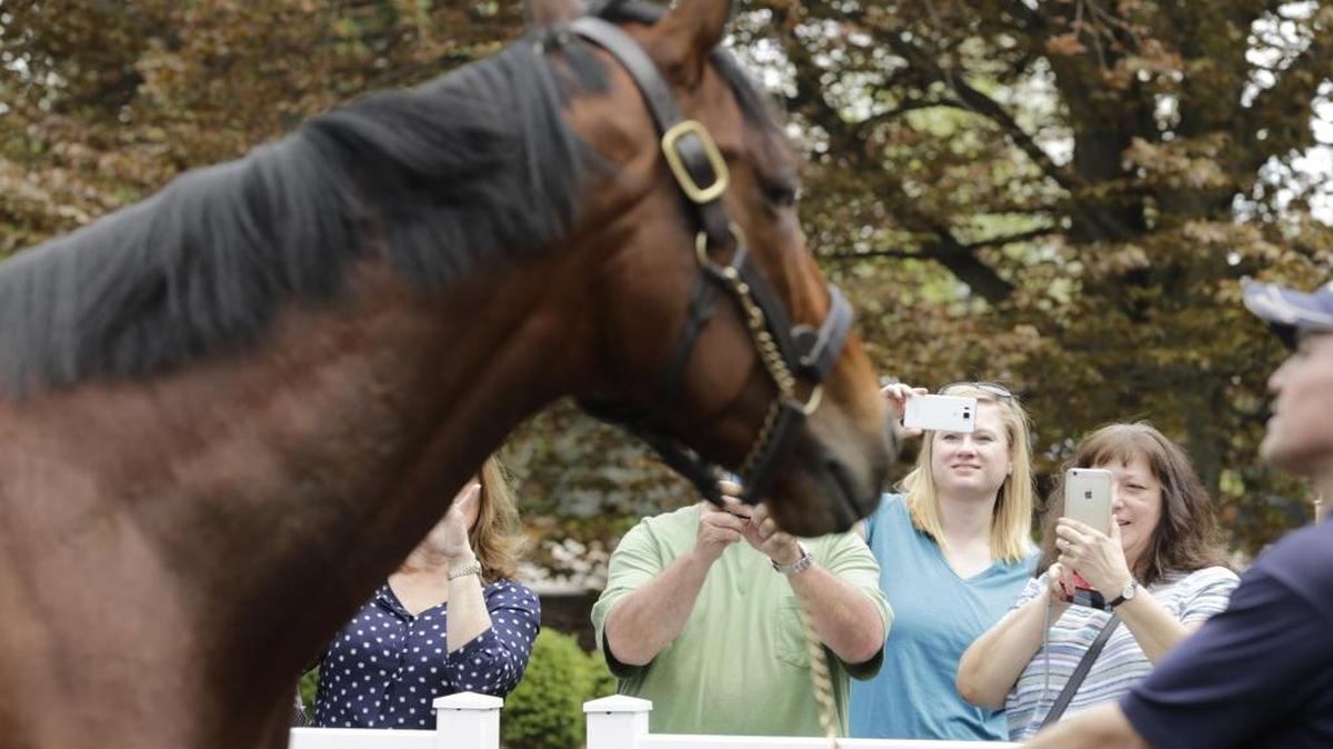 A tour group took photos of American Pharoah at Ashford Stud in Woodford County.