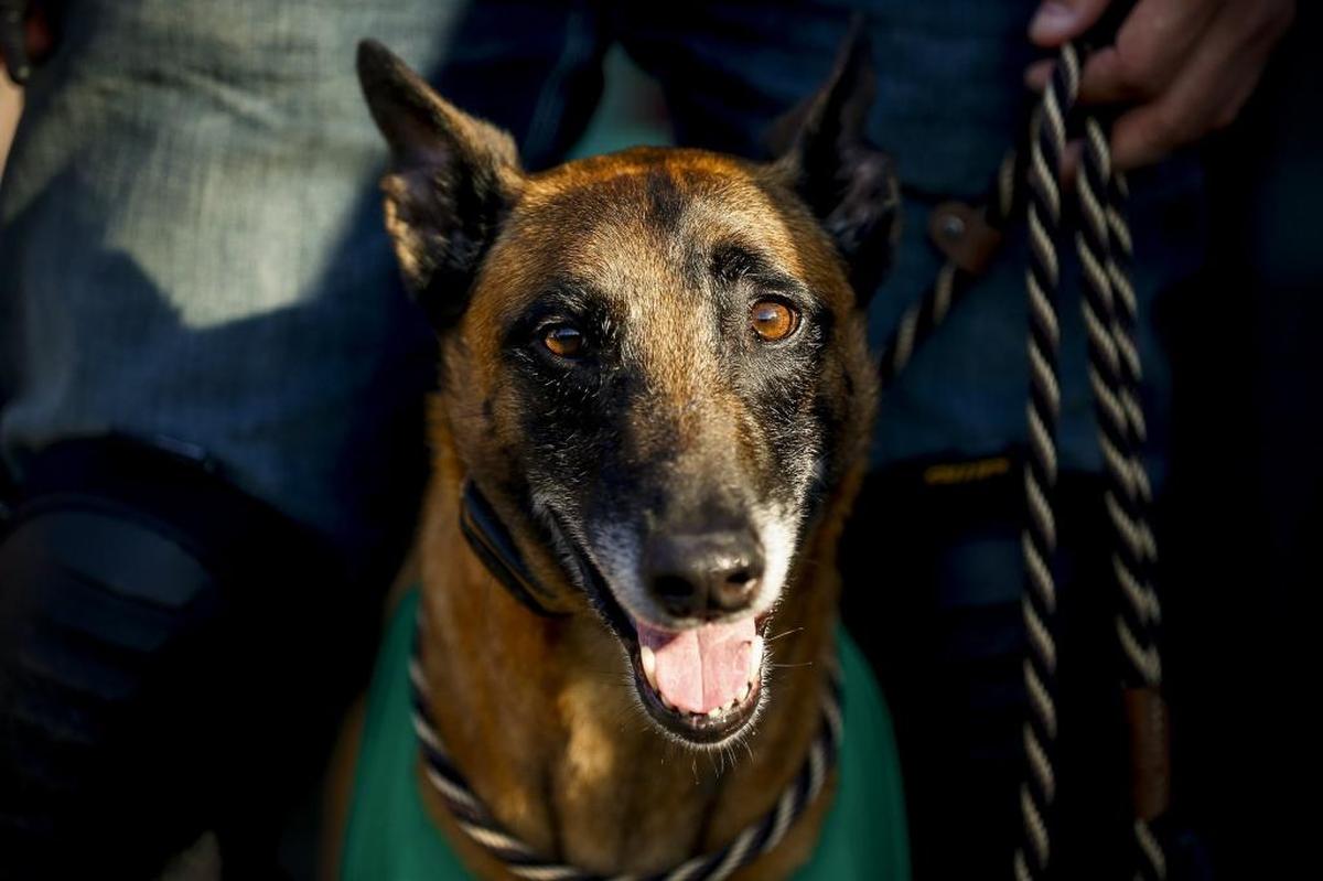 Tech, an 8-year-old Belgian Malinois owned by P.R. Gerrow of Versailles, waited during the first inning of a game between the Lexington Legends and the Augusta GreenJackets at Whitaker Bank Ballpark on Thursday night. Tech is the bat dog for the Legends and retrieves bats from the field in the second and fourth innings.