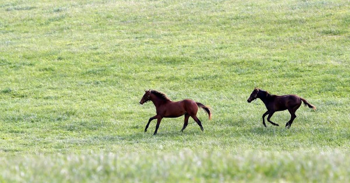 Brad Cox is the only trainer with three horses in this year’s Kentucky Derby in Catching Freedom, Just a Touch and Encino.