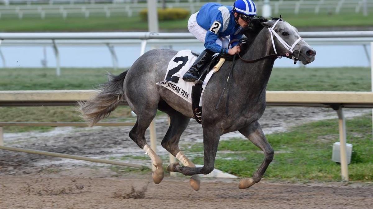 Mohaymen, winner of the Holy Bull Stakes at Gulfstream, is back as the favorite for Saturday’s Florida Derby.