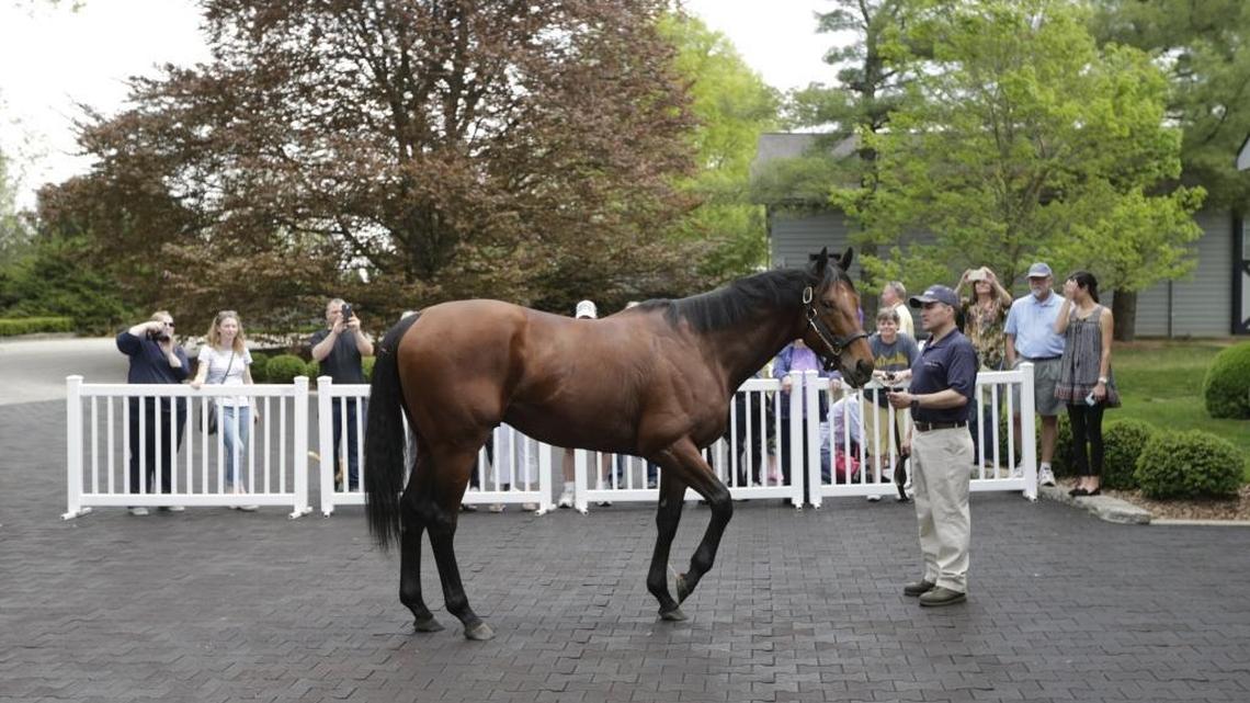 Interest in visiting American Pharoah is one big sign that Thoroughbred racing is bringing new fans to the sport.