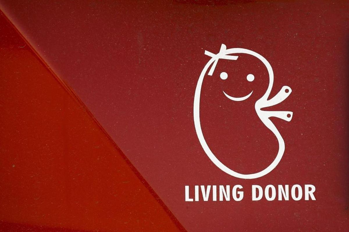 A living donor decal in the shape of a kidney on the back of Samantha Cook’s car. Cook, the starting center on Elkhorn City’s Sweet Sixteen semifinals team in 1990, donated a kidney to former University of Kentucky basketball player Jody Thompson this past summer following his battle with polycystic kidney disease.