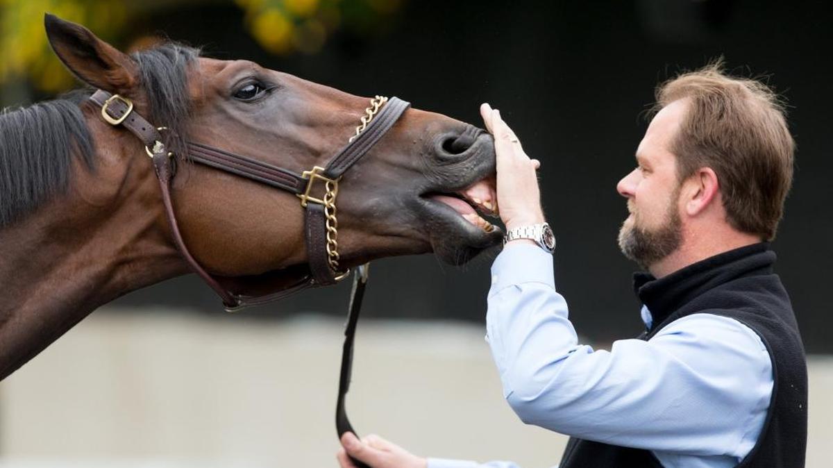 Derby 142 hopeful Nyquist with trainer Doug O'Neill goofing around during a bath, Tuesday, May 03, 2016 at Churchill Downs in Louisville.