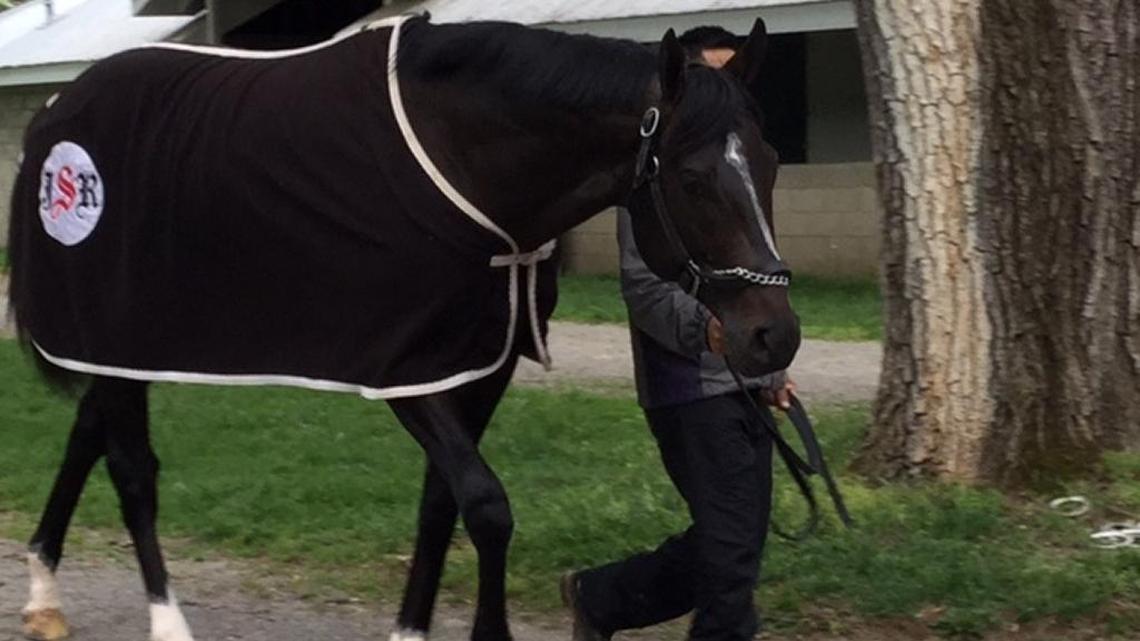 Louisiana Derby winner Girvin walks near his barn at Keeneland on Monday, April 24, 2017. The Kentucky Derby points leader was scheduled to work Monday at the track but trainer Joe Sharp postponed the work until Friday.